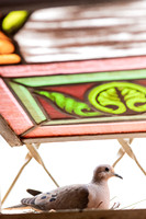 0001 - Victor Marquesini - Batizado - DF6_9182