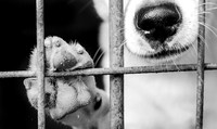 Cachorros para Adoção - Canil